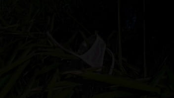 Eve Nicholson fucked with anal plug and cock